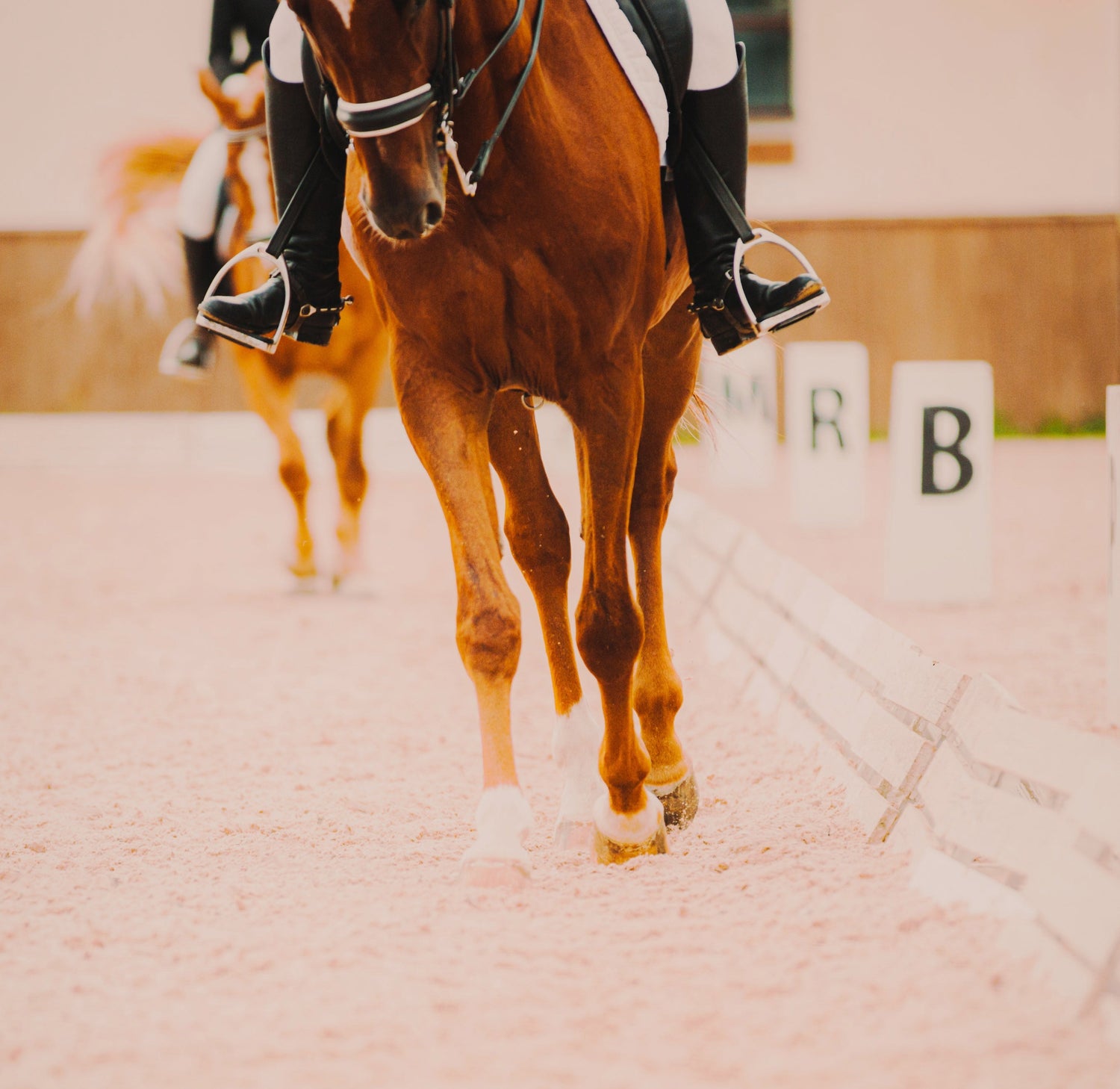 Horse and rider warming up before competition. Supported by EquiSolutions supplements