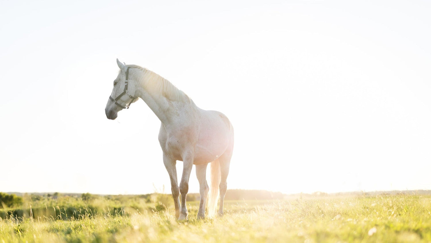 Sunlit horse, supplemented with magnesium to reduces stress and supports recovery