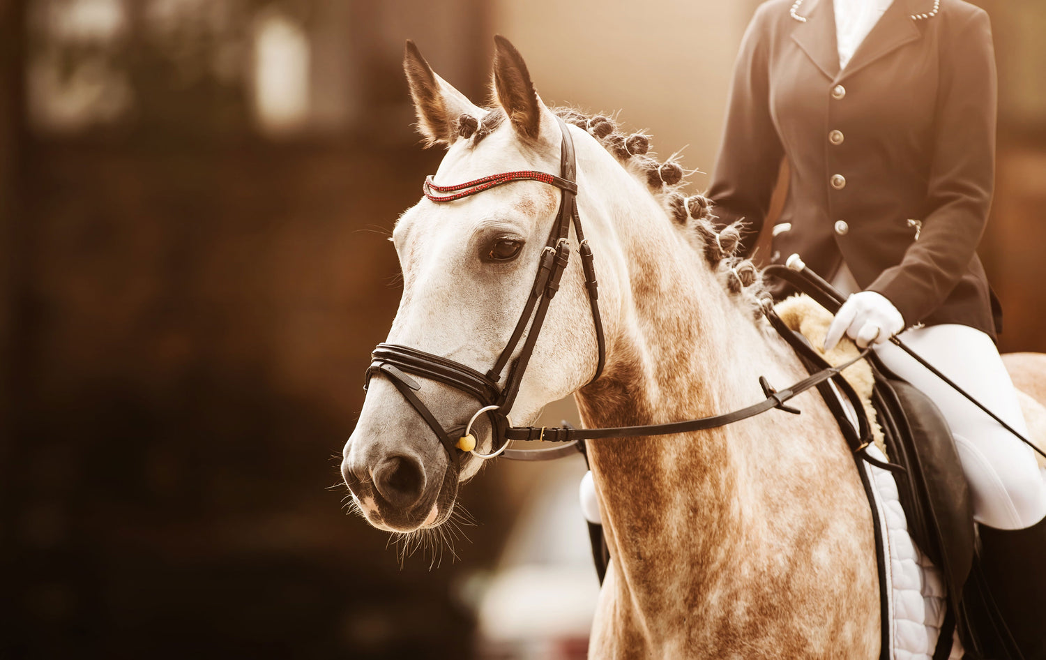 Equestrian rider training a focused horse. Supported by EquiSolutions mineral supplements