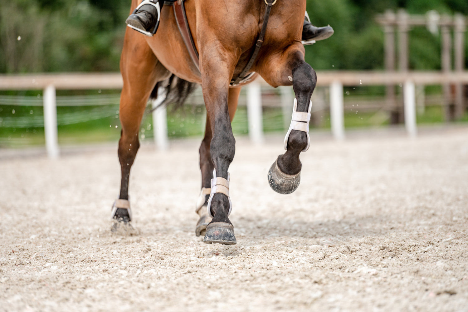 Equestrian rider training a calm, healthy, focused horse